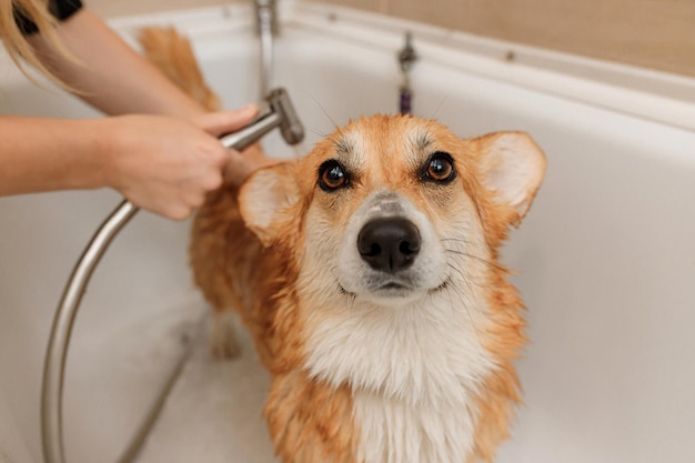 Un toelettatore professionista esperto lava accuratamente il simpatico cane Welsh Corgi Pembroke in bagno prima della procedura di toelettatura