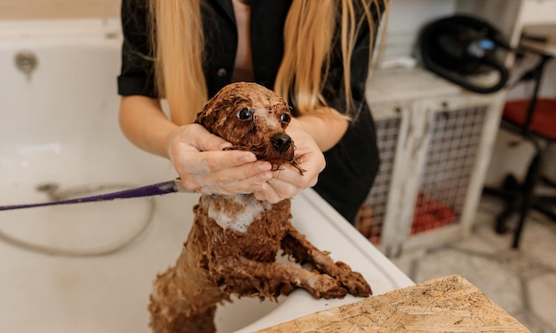 Un toelettatore professionista esperto lava accuratamente la tazza da tè Cane barboncino in bagno prima della procedura di toelettatura