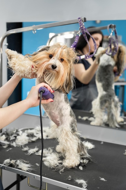 Un toelettatore rade la pelliccia di un cane con un rasoio in un negozio di barbiere.