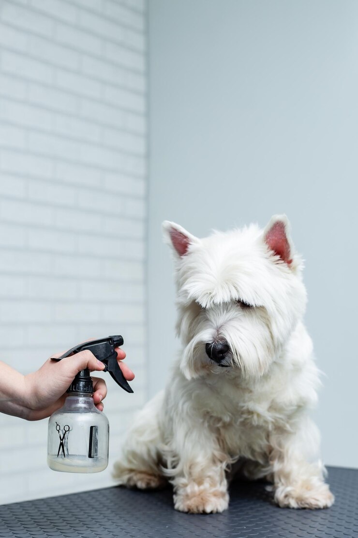 un toelettatore spruzza un cane West Highland White Terrier con una pistola a spruzzo durante la toelettatura