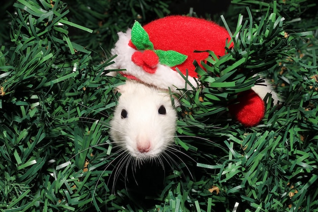 Un topo con un cappello di Natale.