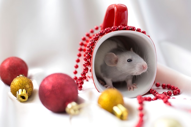 Un topo grigio è seduto in una tazza rossa tra le decorazioni di Capodanno.