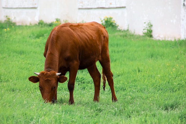 Un toro su una catena sta sul prato e mangia l'erba