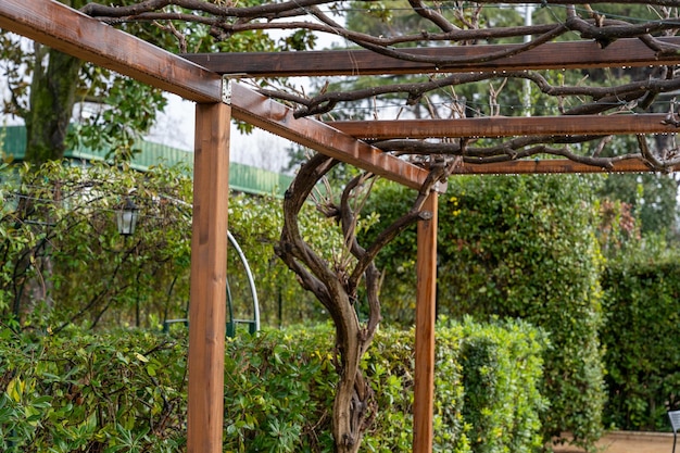 Un traliccio di legno con vigne che crescono su di esso