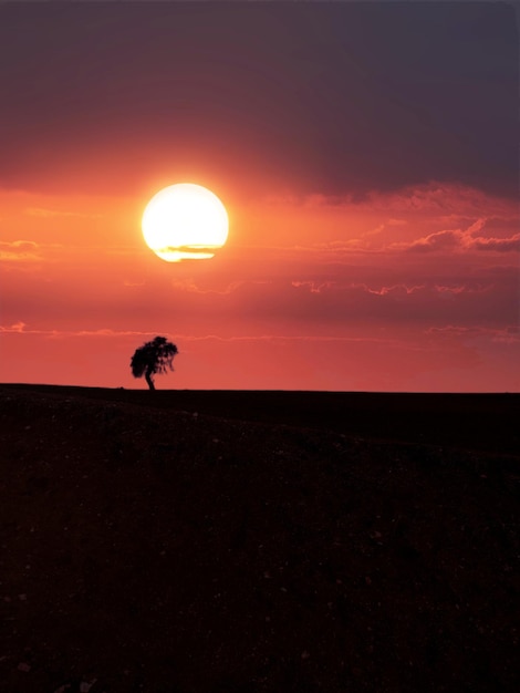 Un tramonto con un albero in primo piano e il sole sullo sfondo.