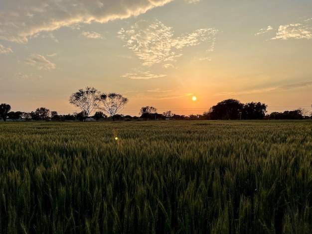 Un tramonto su un campo di grano