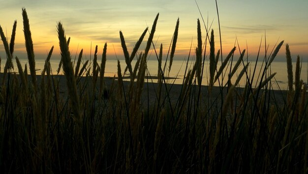 Un tramonto sul mare con il sole che tramonta dietro l'erba