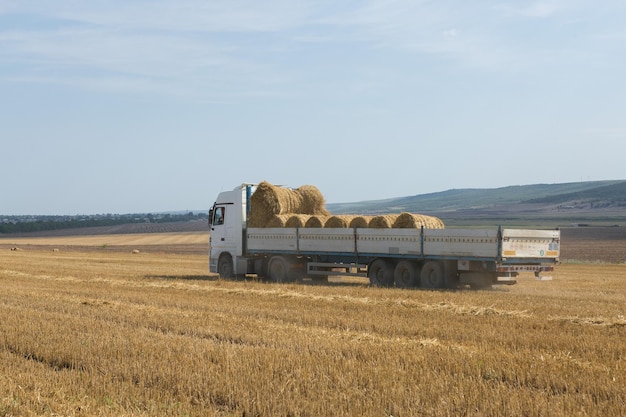 Un trattore mette balle rotonde di paglia in un rimorchio di una macchina su un campo di grano falciato