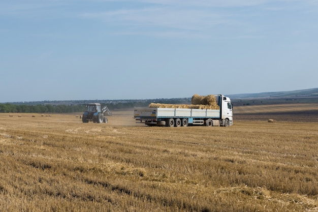 Un trattore mette rotoballe di paglia in un rimorchio di una macchina su un campo di grano falciato.