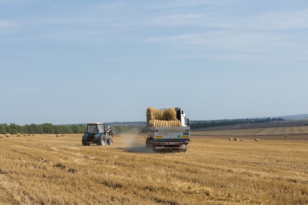 Un trattore mette rotoballe di paglia in un rimorchio di una macchina su un campo di grano falciato.