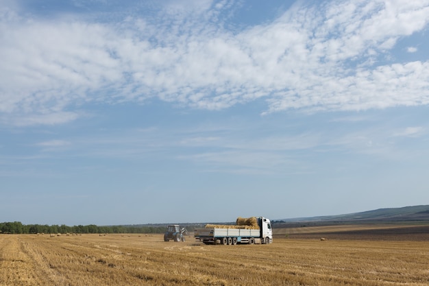 Un trattore mette rotoballe di paglia in un rimorchio di una macchina su un campo di grano falciato.