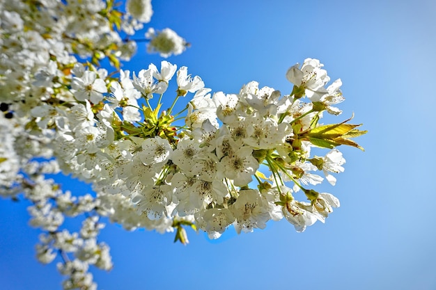 Un treebranch fiorito in primavera con cielo blu sullo sfondo