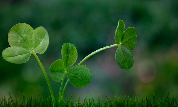 Un trifoglio verde cresce nell'erba.