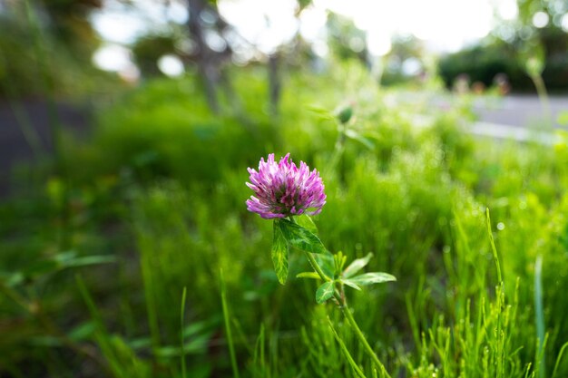 Un trifoglio viola in un campo di erba