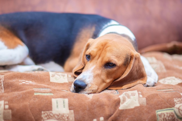 Un triste cane della razza Beagle giace sul divano e brama
