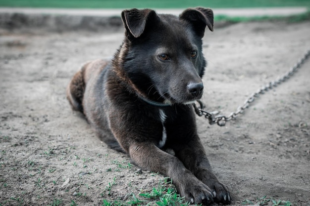 Un triste cane solitario su una catena Vita in cattività Cane incatenato