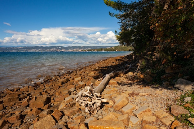 Un tronco d'albero bianco gettato su una spiaggia rocciosa sul mare Debeli Rti Slovenia