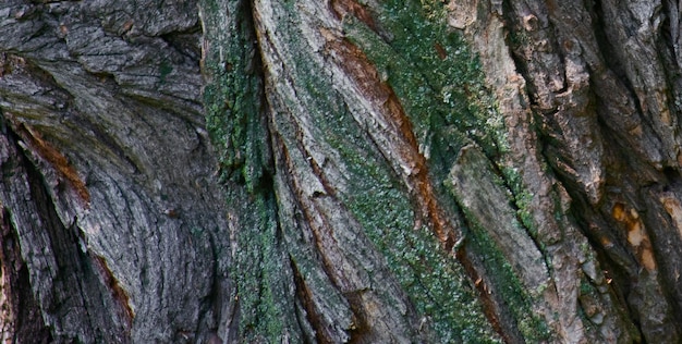 Un tronco d'albero con muschio verde su di esso