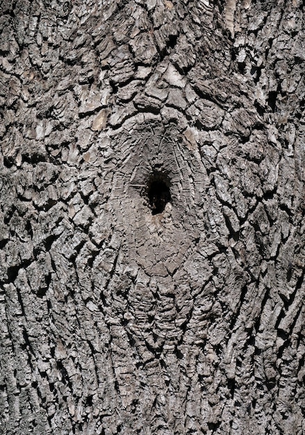 un tronco d'albero con un buco dentro