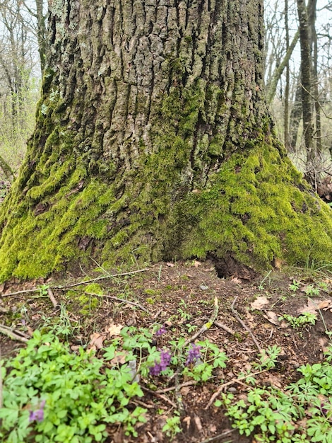 Un tronco d'albero è coperto di muschio e ha un muschio verde.