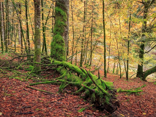 Un tronco d'albero è ricoperto di muschio e da esso crescono le radici