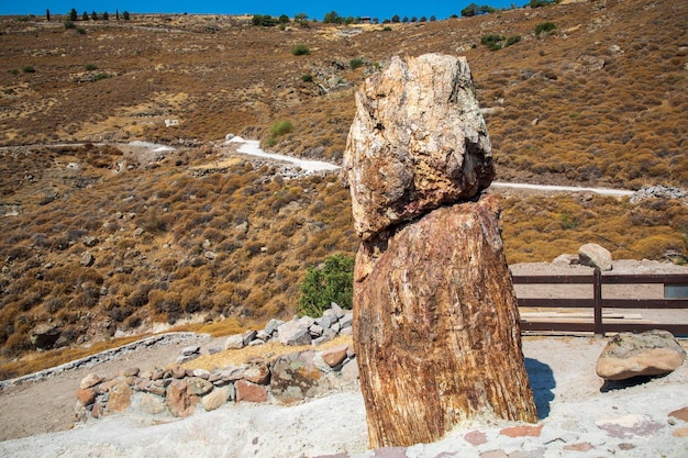 Un tronco d'albero fossilizzato dal Geoparco UNESCO "Foresta Pietrificata di Sigri" sull'isola di Lesbo in Grecia. Grecia Foresta fossile di Lesbo