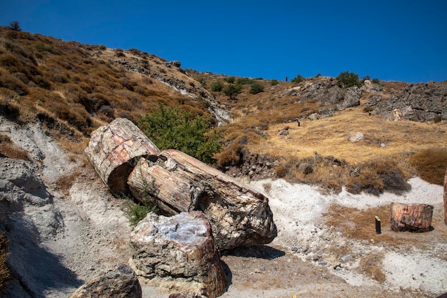 Un tronco d'albero fossilizzato dal Geoparco UNESCO "Foresta Pietrificata di Sigri" sull'isola di Lesbo in Grecia. Grecia Foresta fossile di Lesbo