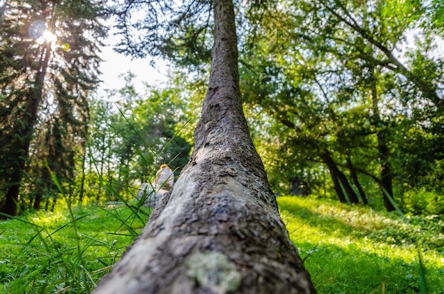 Un tronco d'albero in una foresta con il sole che splende su di esso