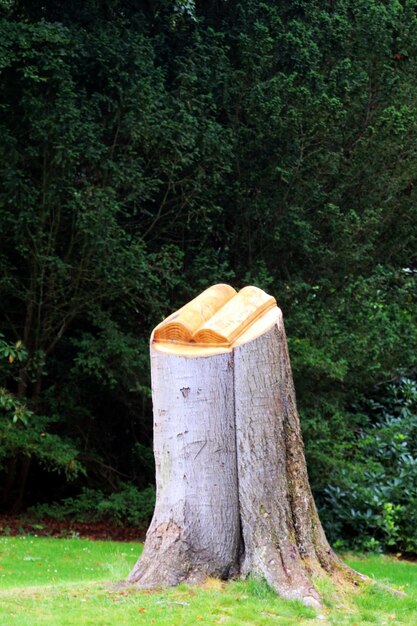 Un tronco d'albero nella foresta