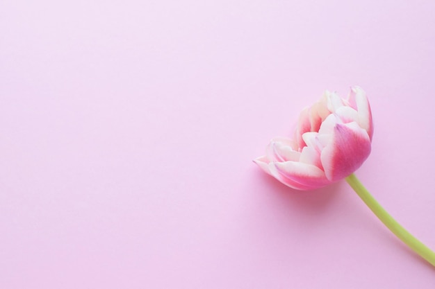 Un tulipano a pioggia rosa con bordi di petali bianchi su uno sfondo rosa