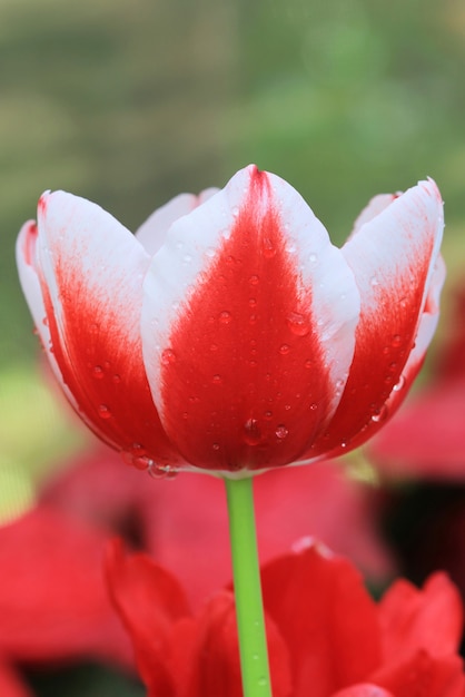 Un tulipano bianco rosso