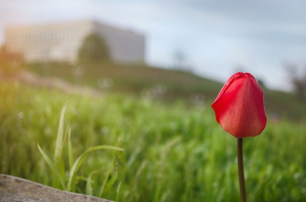 Un tulipano colorato in erba contro uno sfondo di cielo blu