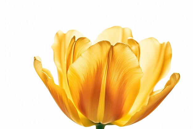 Un tulipano giallo con un gambo verde