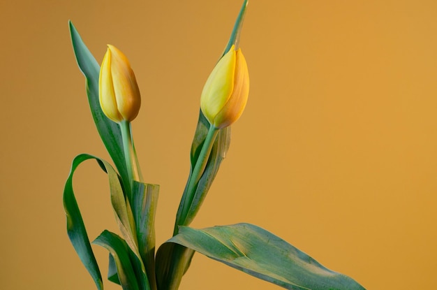 Un tulipano giallo è in un vaso con foglie verdi.