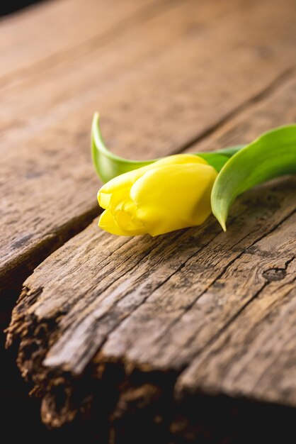 Un tulipano giallo fresco sul vecchio fondo di legno Vacanza rustica