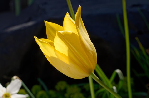 Un tulipano giallo in giardino