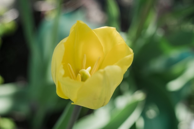 Un tulipano giallo in primavera in giardino