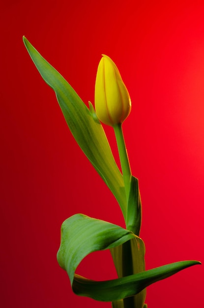 Un tulipano giallo su sfondo rosso con uno sfondo rosso.