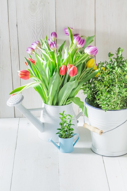 Un tulipano giovane e fresco in una giornata di sole