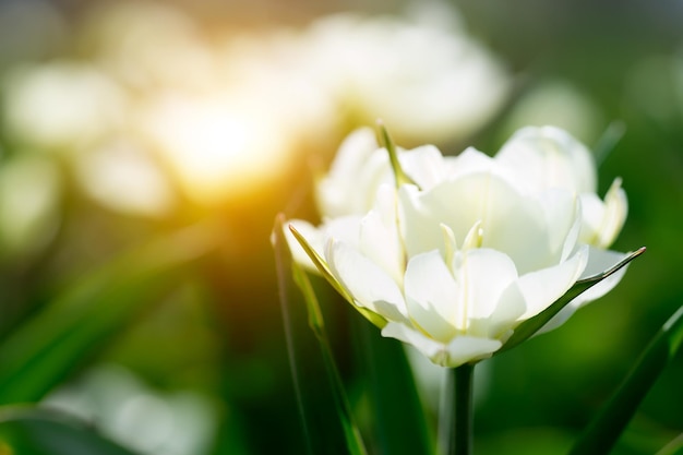 Un tulipano in fiore in uno sfondo sfocato