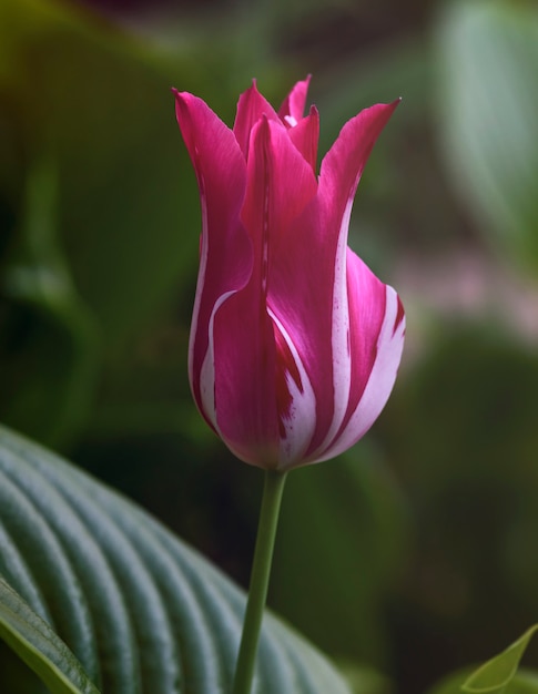 Un tulipano rosa con foglie verdi