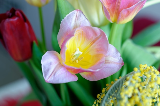 Un tulipano rosa e giallo con sopra la parola tulipani