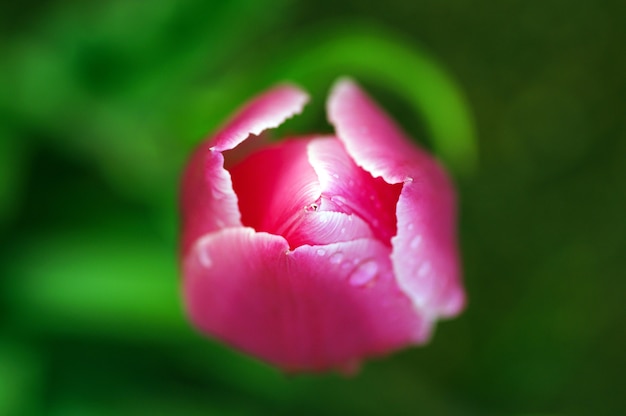 Un tulipano rosa su sfondo verde.