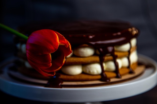 Un tulipano rosso con bordo giallo sullo sfondo di una torta in glassa al cioccolato su fondo scuro hi...