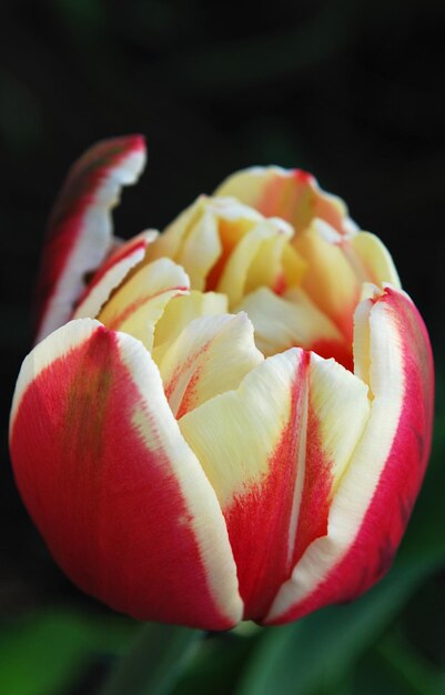 Un tulipano rosso e bianco con la parola tulip al centro.