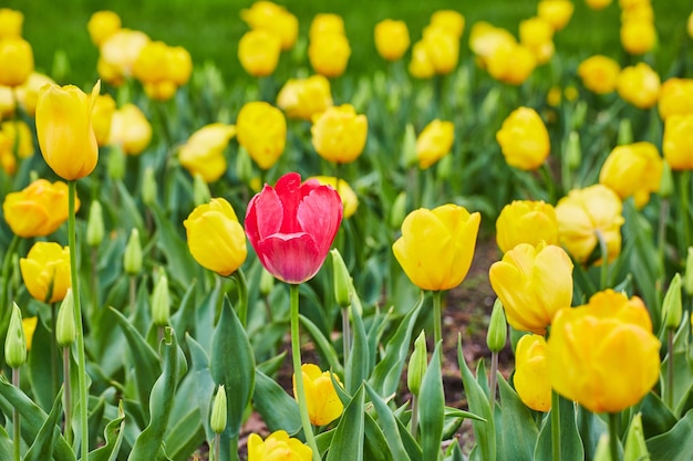 Un tulipano rosso solitario in un campo di tulipani gialli primaverili