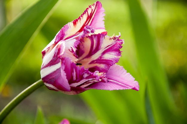 Un tulipano viola bianco