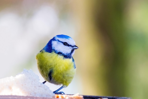 Un uccellino colorato guarda la telecamera da una distanza ravvicinata Cinciarella eurasiatica Cyanistes caeruleus