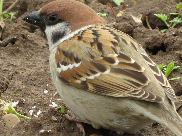 Un uccellino in natura in un piccolo giardino del villaggio