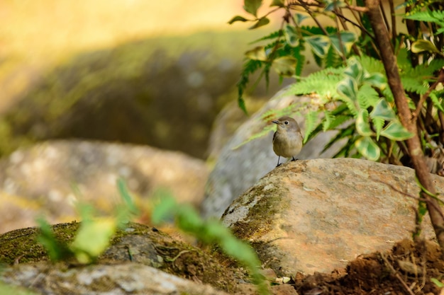 Un uccellino in natura